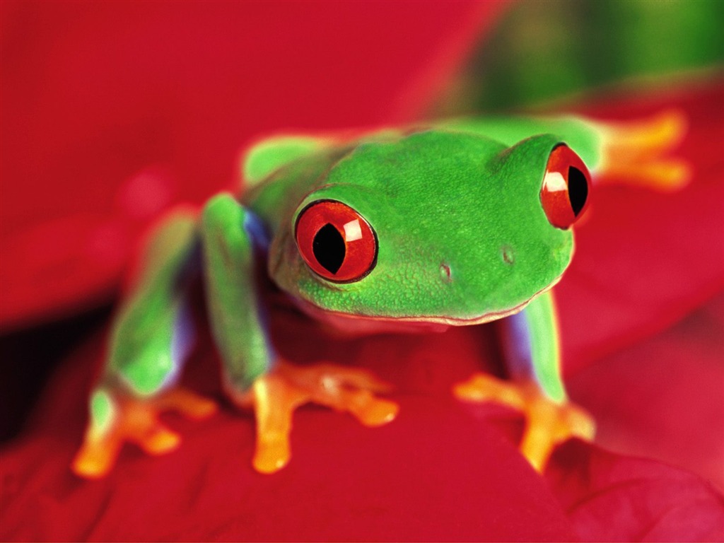 Frog Wallpapers Album #6 - 1024x768