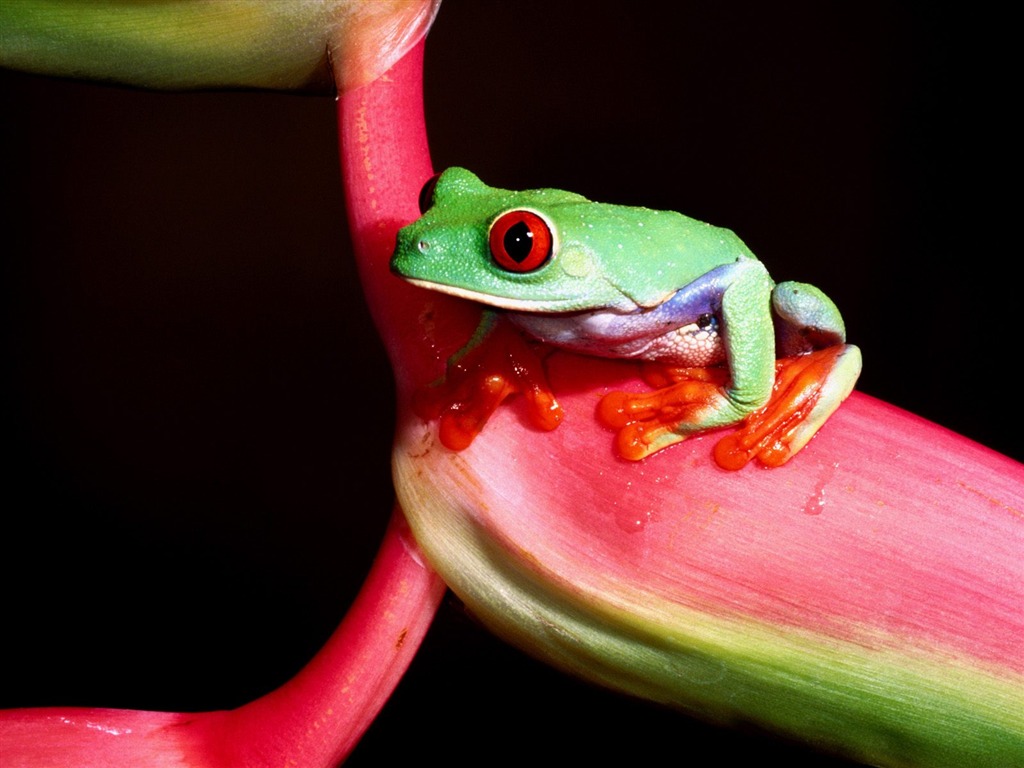Frog Tapety Album #9 - 1024x768