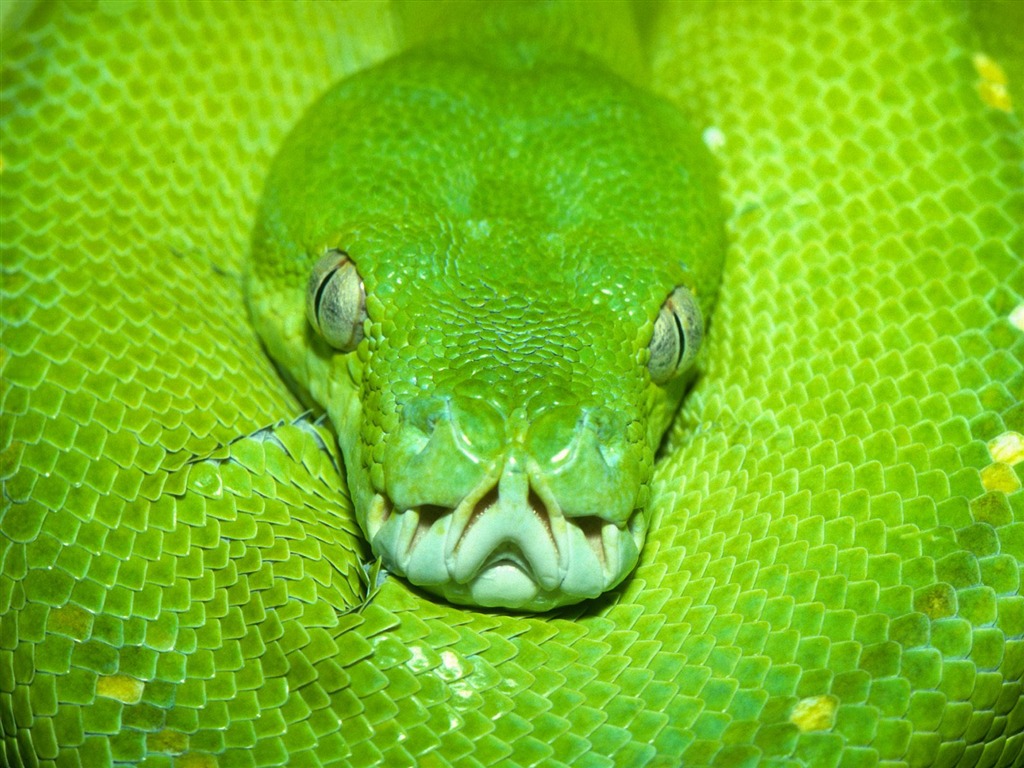Snake Wallpapers Album #2 - 1024x768