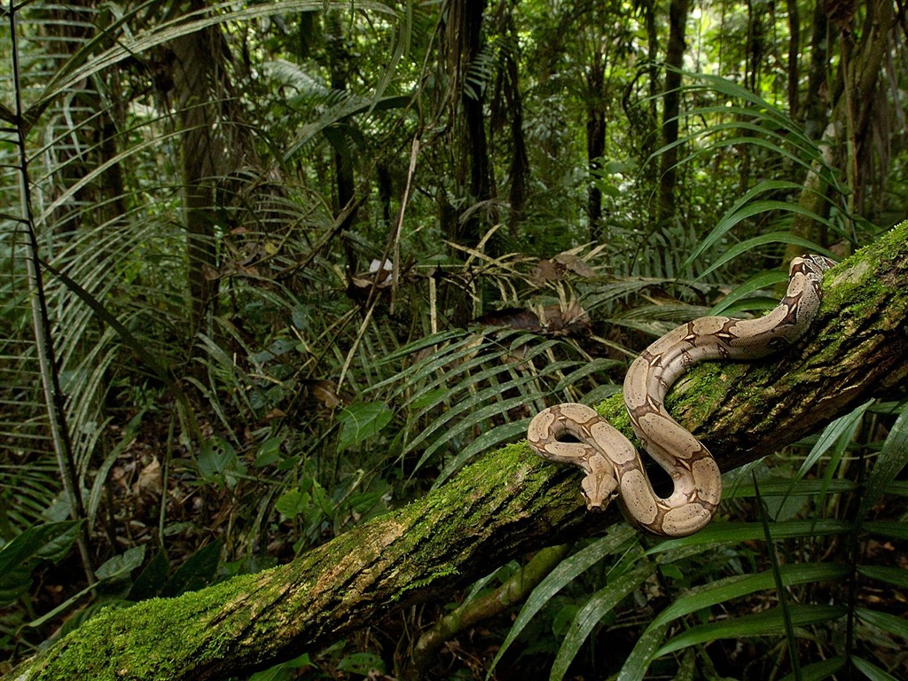 Snake Tapety Album #4 - 1024x768