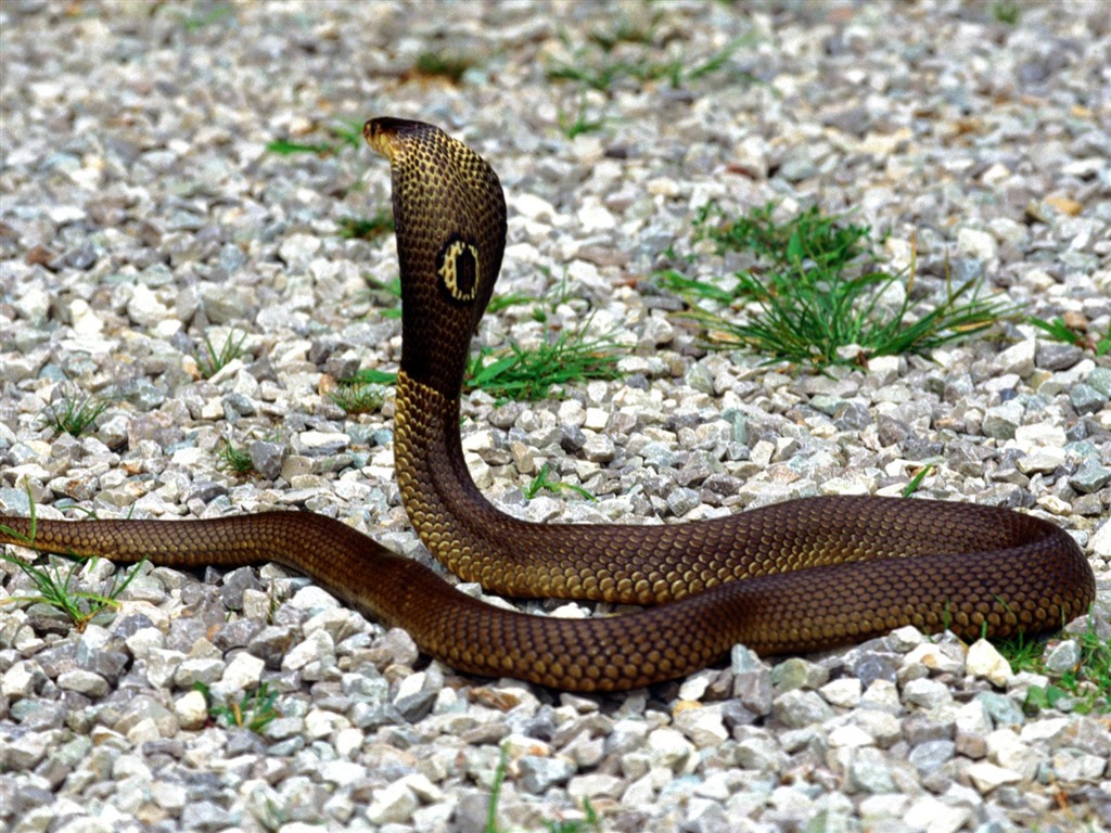 Snake Wallpapers Album #6 - 1024x768