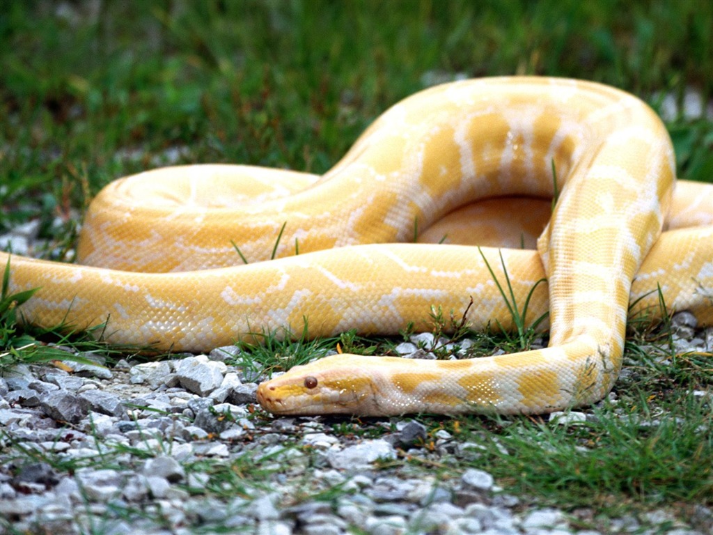 Snake Tapety Album #7 - 1024x768