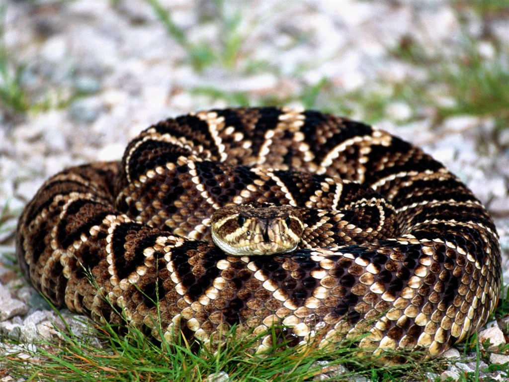 Snake Tapety Album #8 - 1024x768
