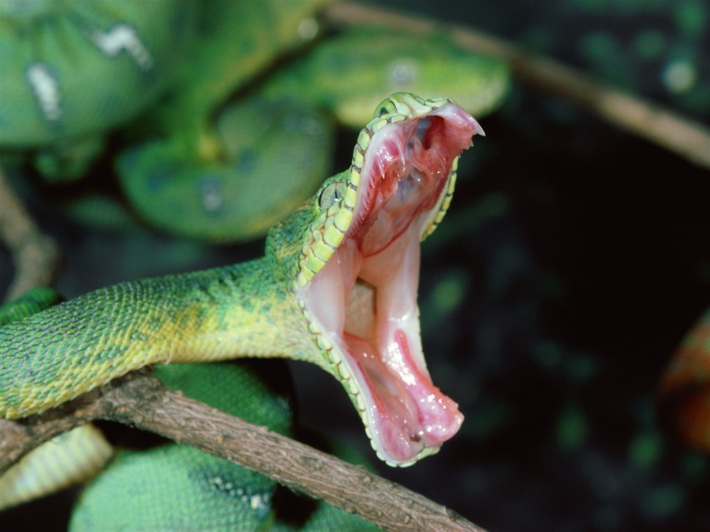 Snake Tapety Album #16 - 1024x768