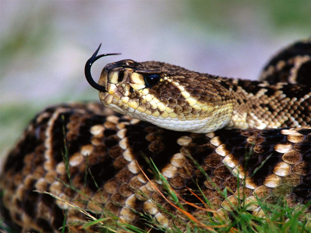 Snake Tapety Album #18 - 1024x768