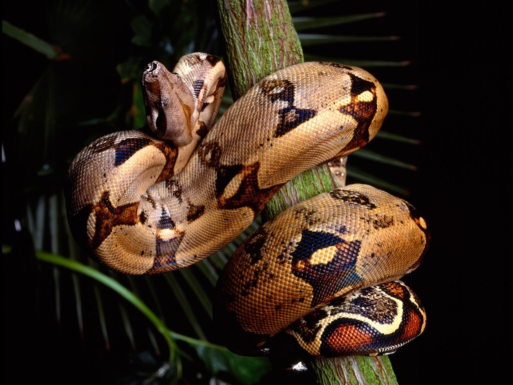 Snake Tapety Album #19 - 1024x768