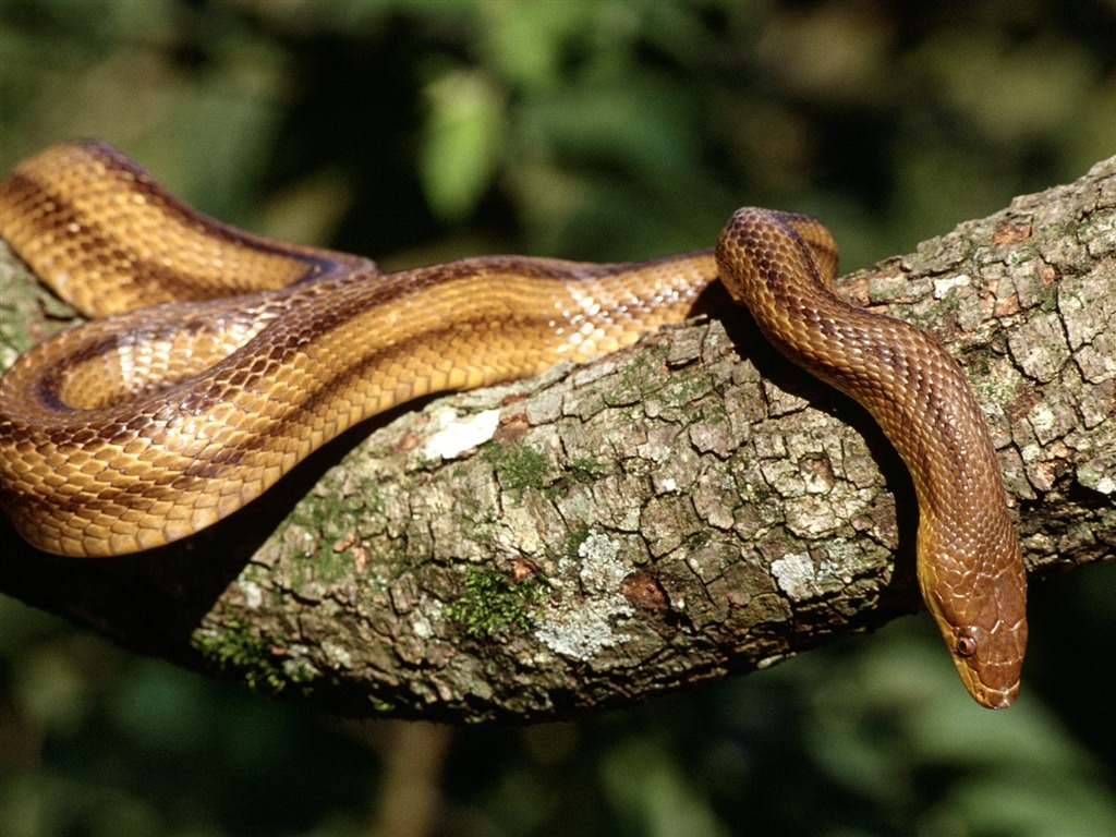 Snake Tapety Album #20 - 1024x768