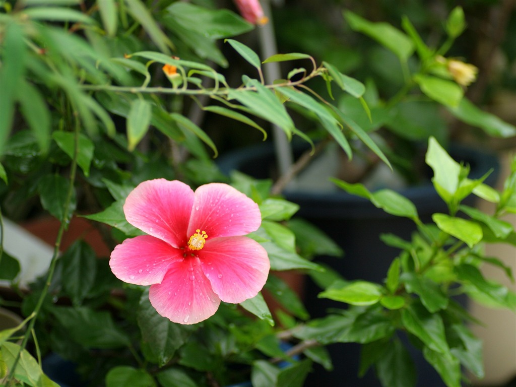 Flowers close-up (3) #1 - 1024x768