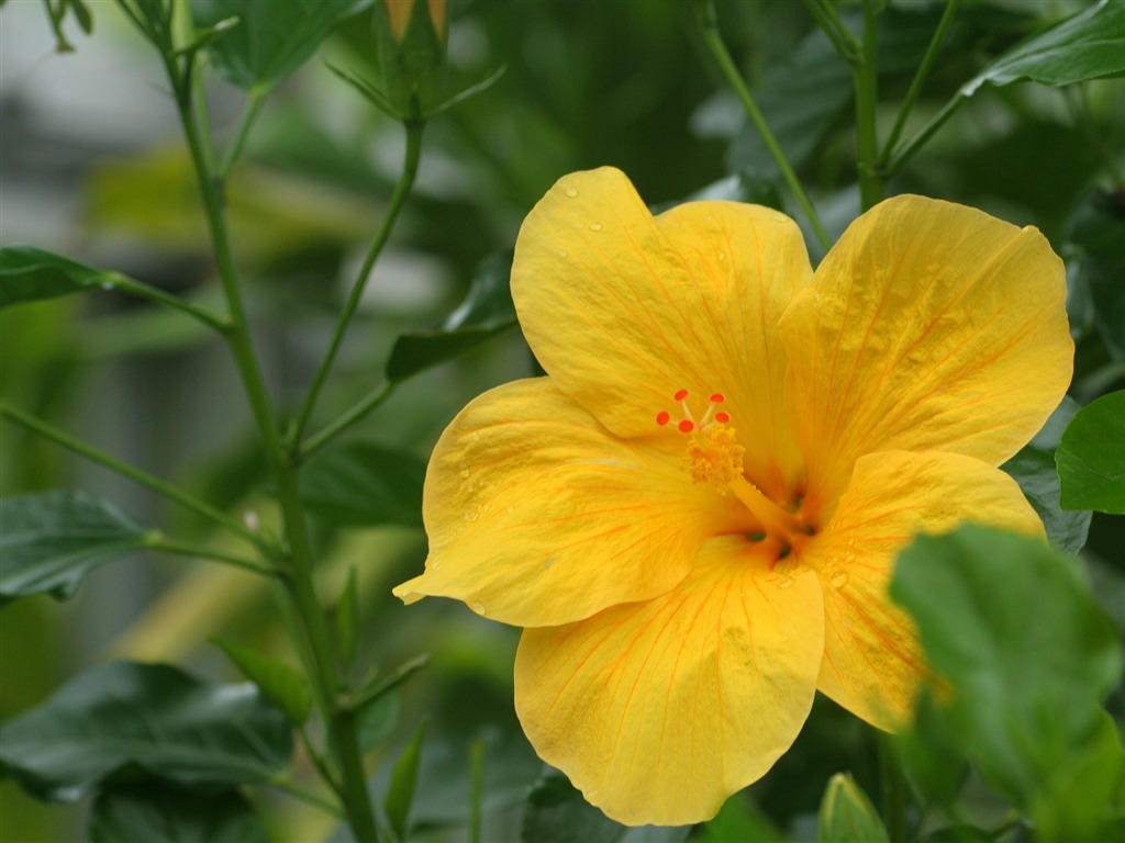 Flowers close-up (3) #4 - 1024x768