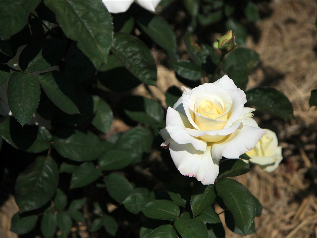 鮮花特寫(三) #6 - 1024x768