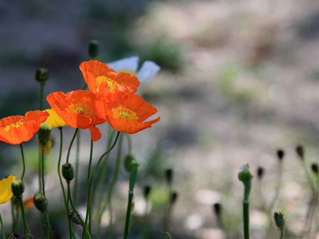 Flowers close-up (3) #10 - 1024x768