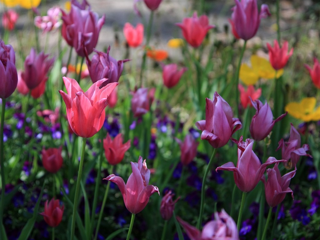 Flowers close-up (3) #11 - 1024x768