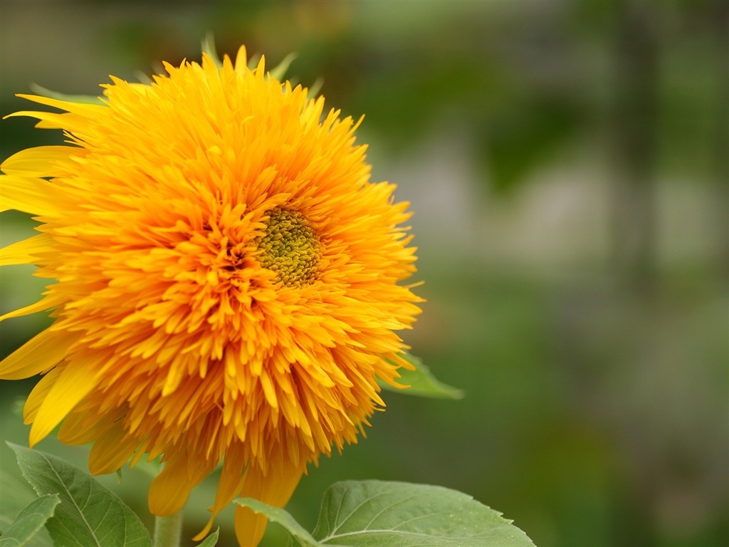 Flowers close-up (3) #12 - 1024x768