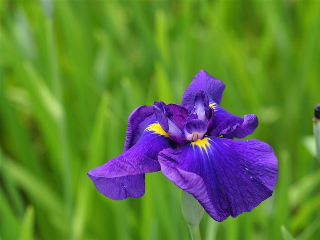 Flowers close-up (3) #15 - 1024x768