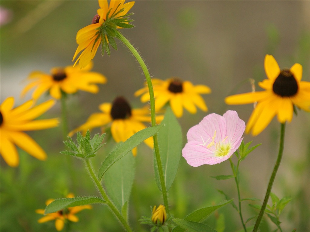 Flowers close-up (3) #16 - 1024x768