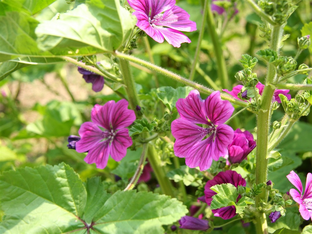 Flowers close-up (3) #17 - 1024x768