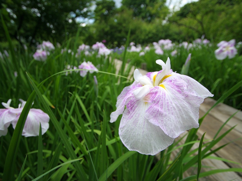 鮮花特寫(三) #18 - 1024x768