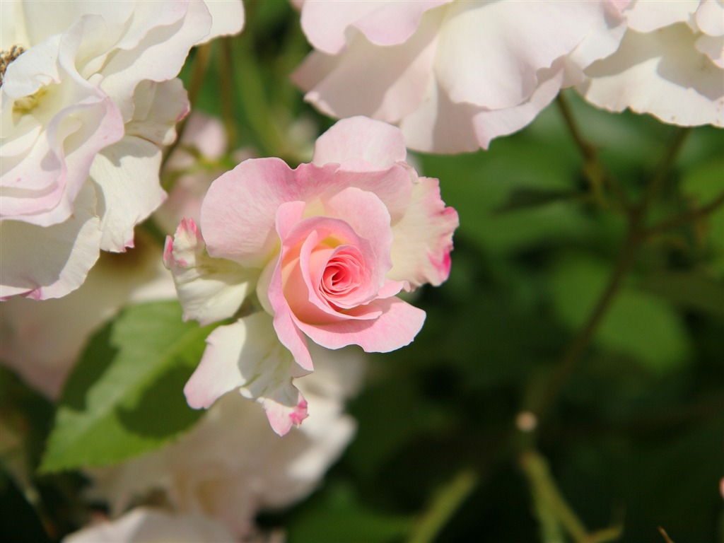 Flowers close-up (3) #20 - 1024x768