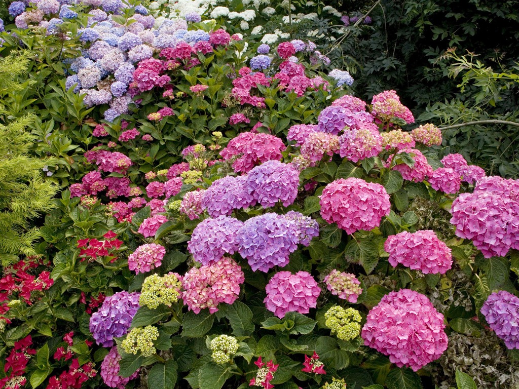 鮮花特寫(四) #10 - 1024x768