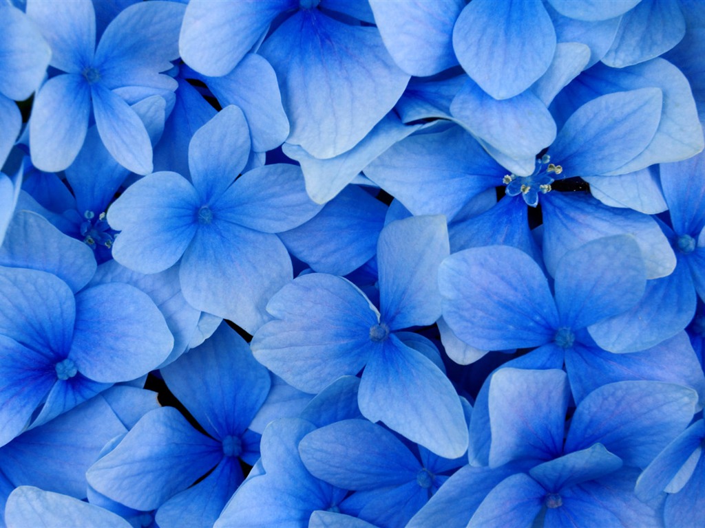 鮮花特寫(四) #12 - 1024x768
