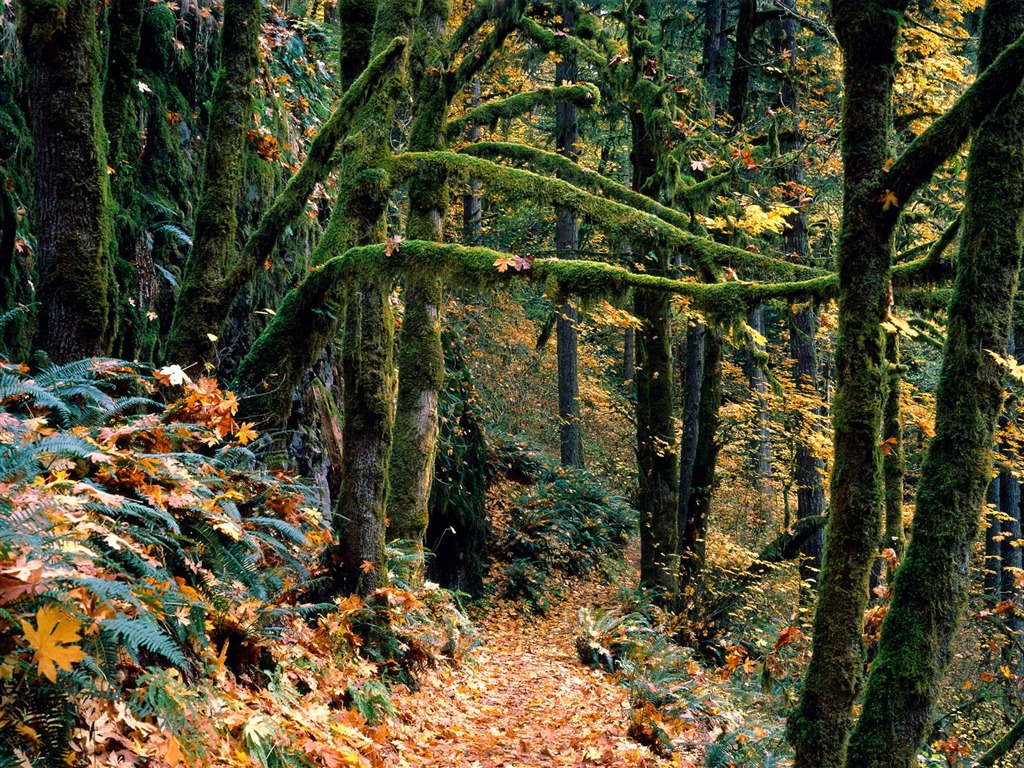 Fond d'écran d'arbres forestiers #22 - 1024x768