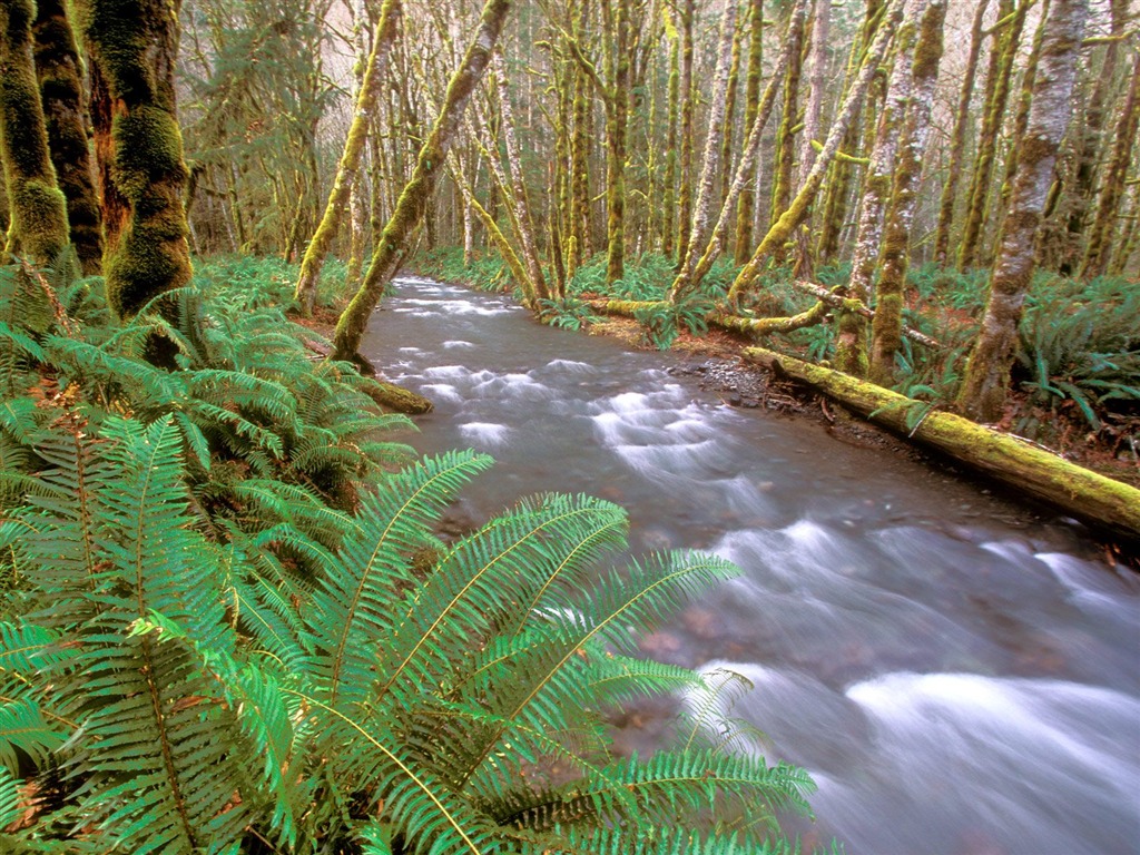 Forest tree wallpaper #29 - 1024x768