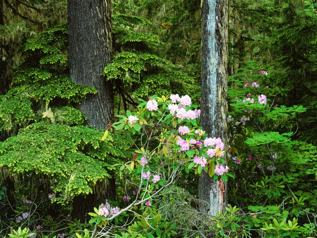 Forest tree wallpaper #33 - 1024x768