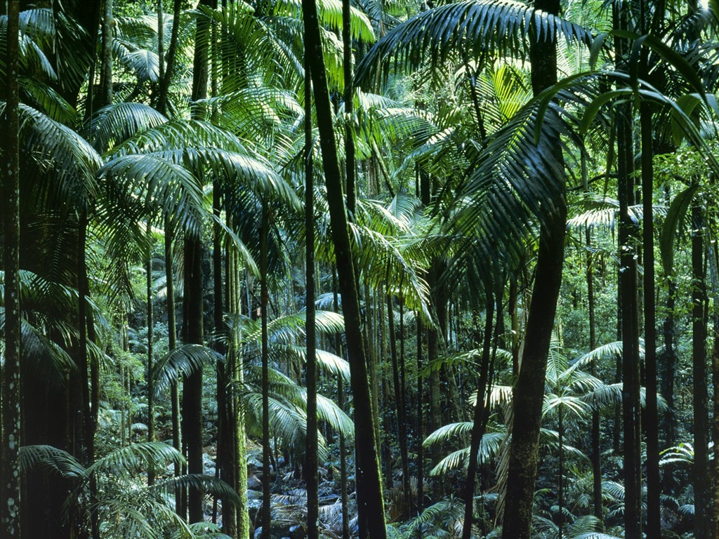 Papel tapiz de árboles forestales #34 - 1024x768