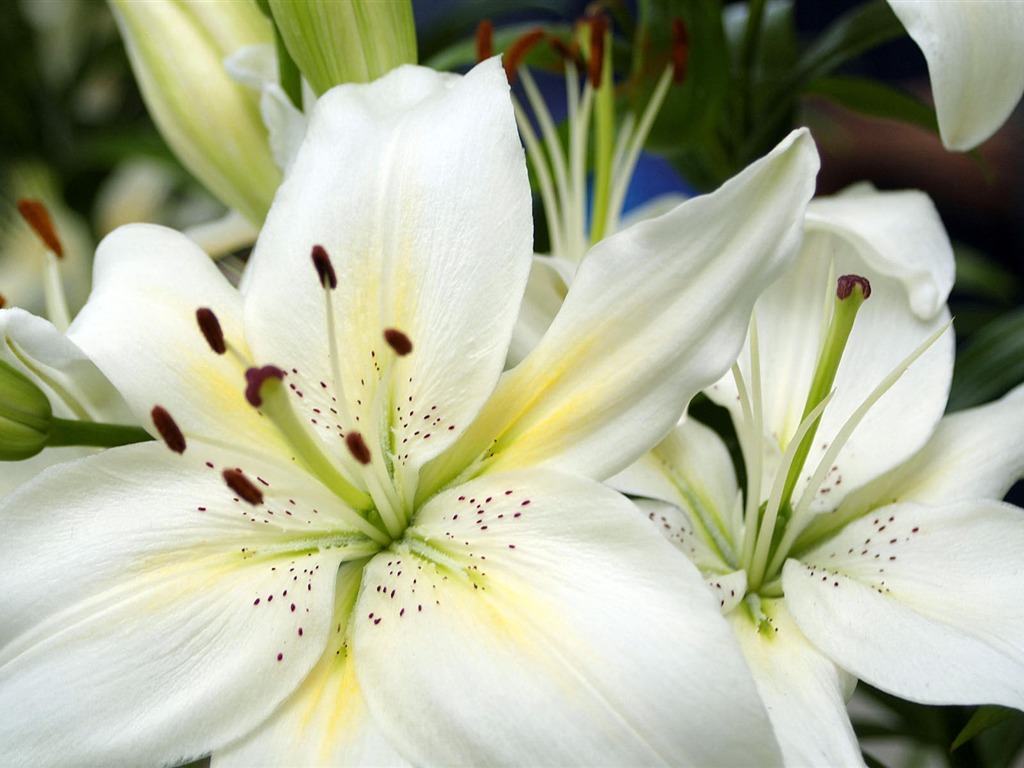 fleurs fond d'écran Widescreen close-up #22 - 1024x768