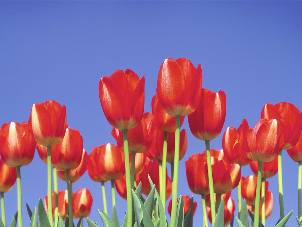 fleurs fond d'écran Widescreen close-up #23 - 1024x768