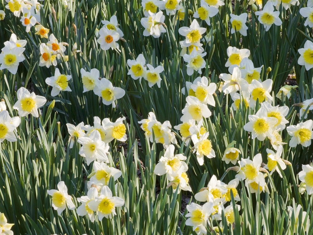 fleurs fond d'écran Widescreen close-up #24 - 1024x768