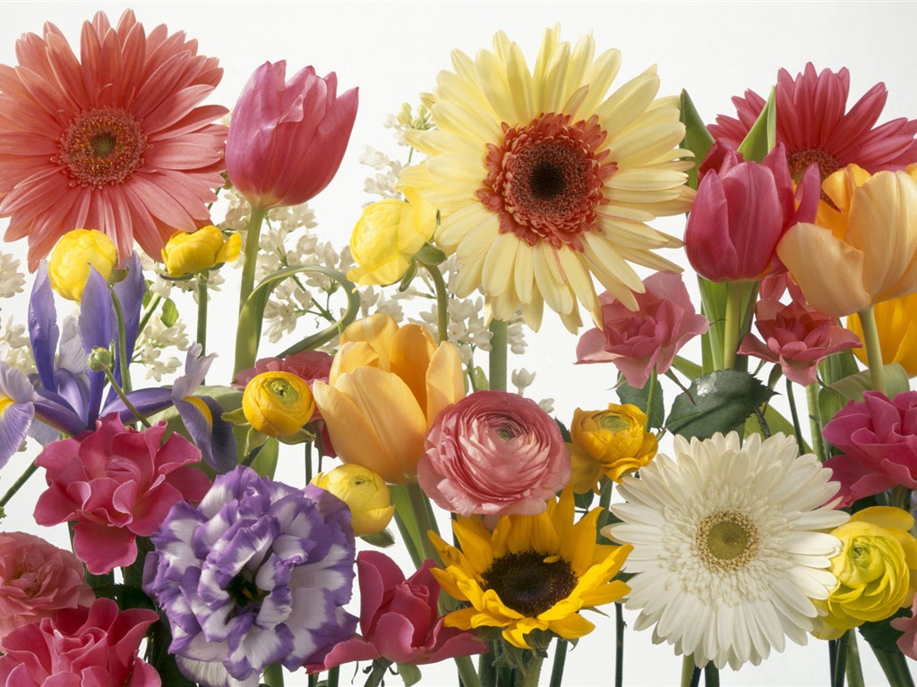 fleurs fond d'écran Widescreen close-up #25 - 1024x768