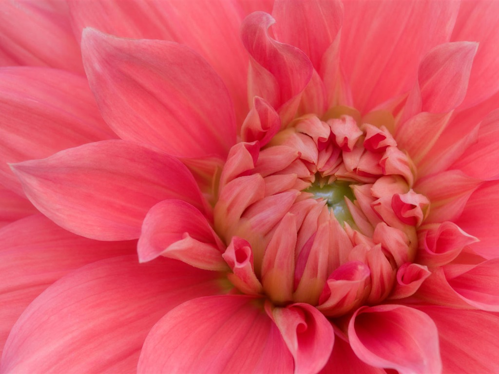 fleurs fond d'écran Widescreen close-up #26 - 1024x768