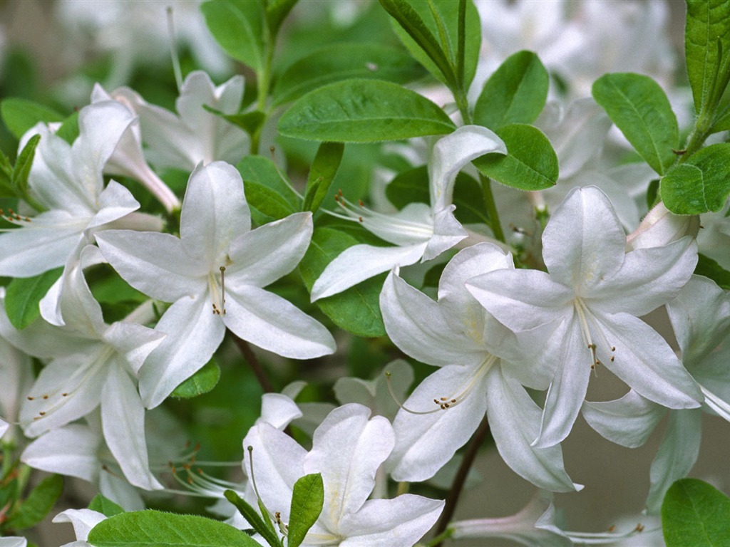 fleurs fond d'écran Widescreen close-up #27 - 1024x768