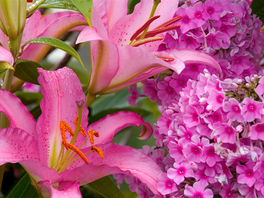 fleurs fond d'écran Widescreen close-up #28 - 1024x768