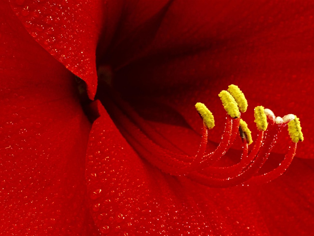 fleurs fond d'écran Widescreen close-up #29 - 1024x768