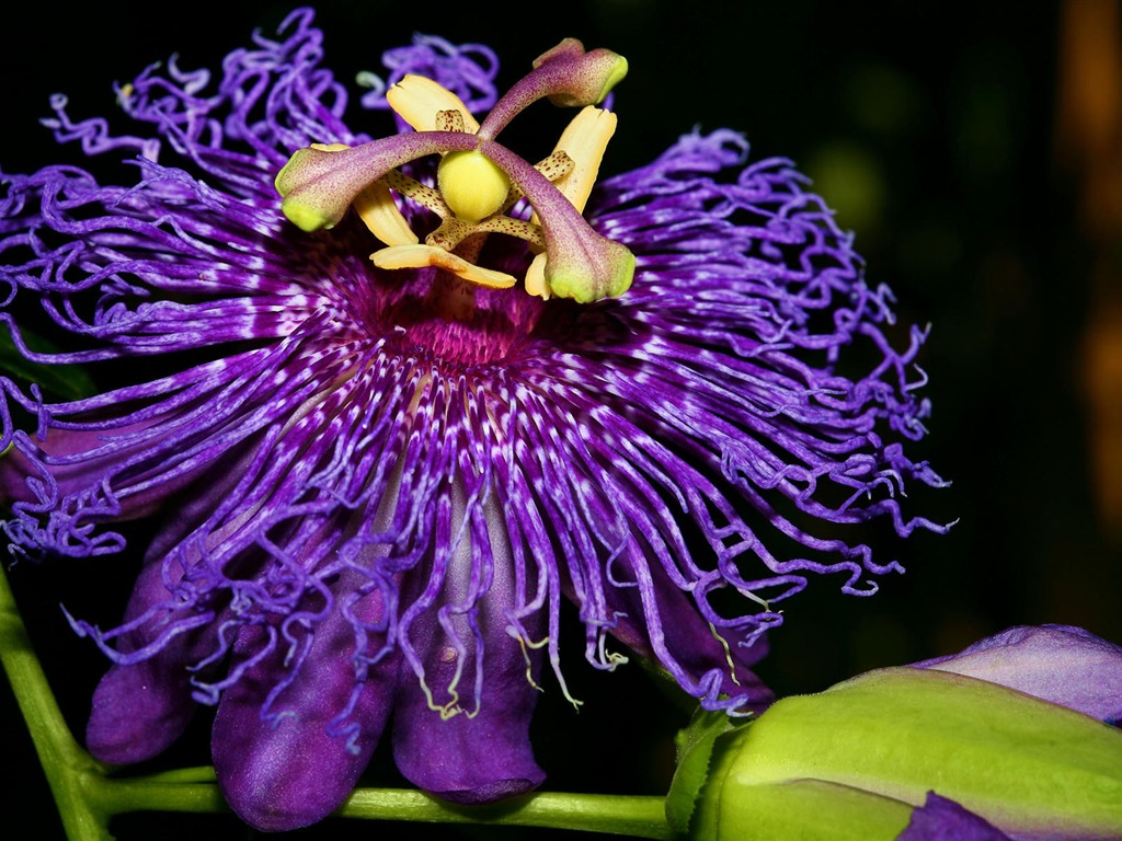 fleurs fond d'écran Widescreen close-up #32 - 1024x768