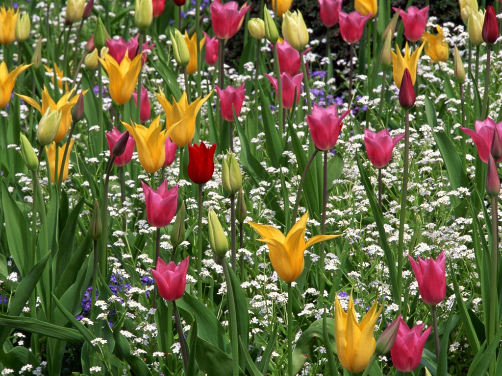 fleurs fond d'écran Widescreen close-up #33 - 1024x768