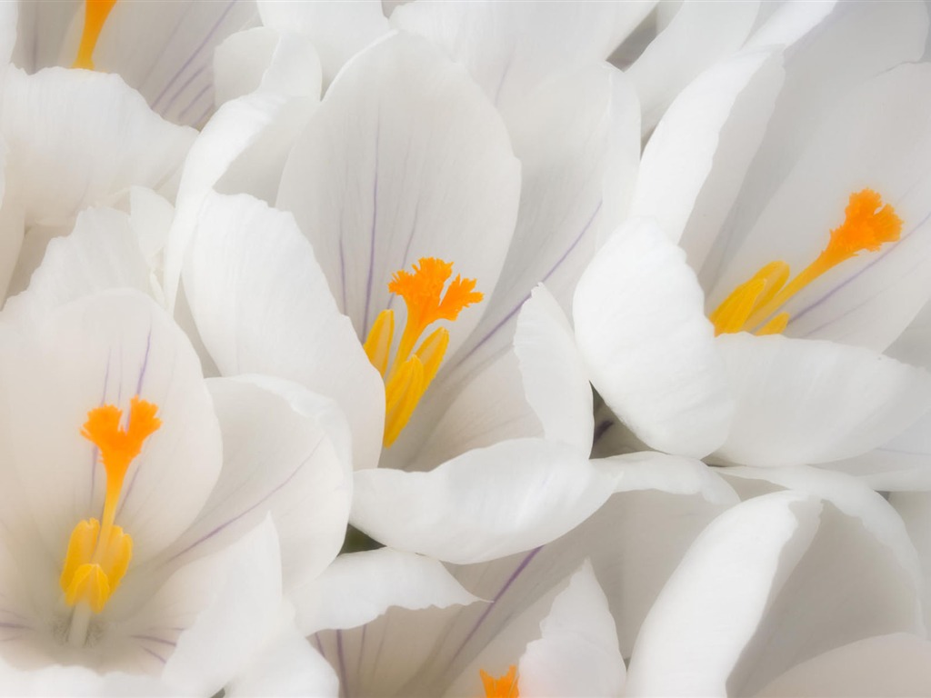 fleurs fond d'écran Widescreen close-up #34 - 1024x768