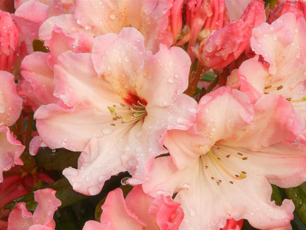 fleurs fond d'écran Widescreen close-up #35 - 1024x768