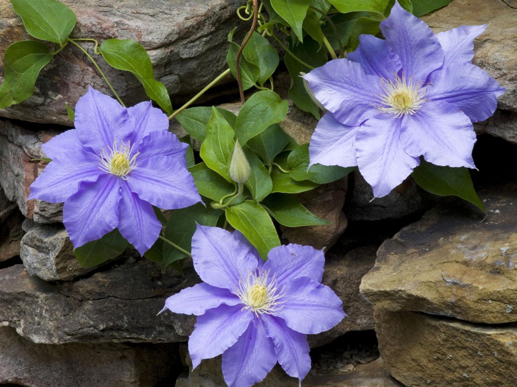 fleurs fond d'écran Widescreen close-up #36 - 1024x768