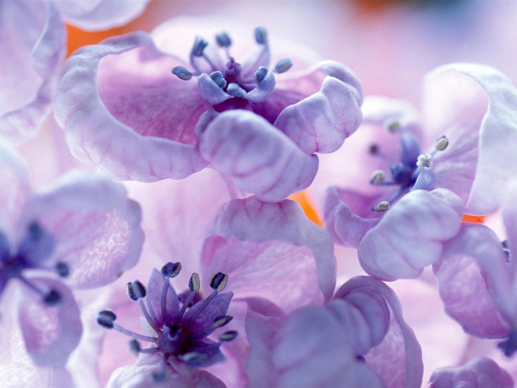 fleurs fond d'écran Widescreen close-up #37 - 1024x768