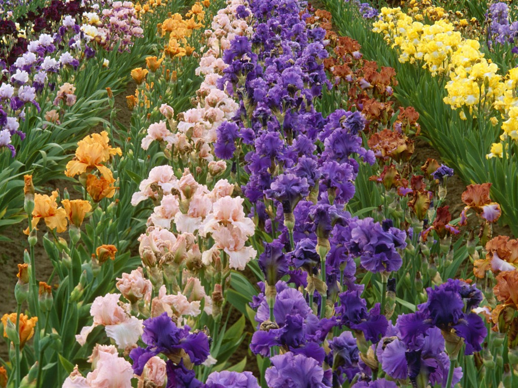 fleurs fond d'écran Widescreen close-up #38 - 1024x768