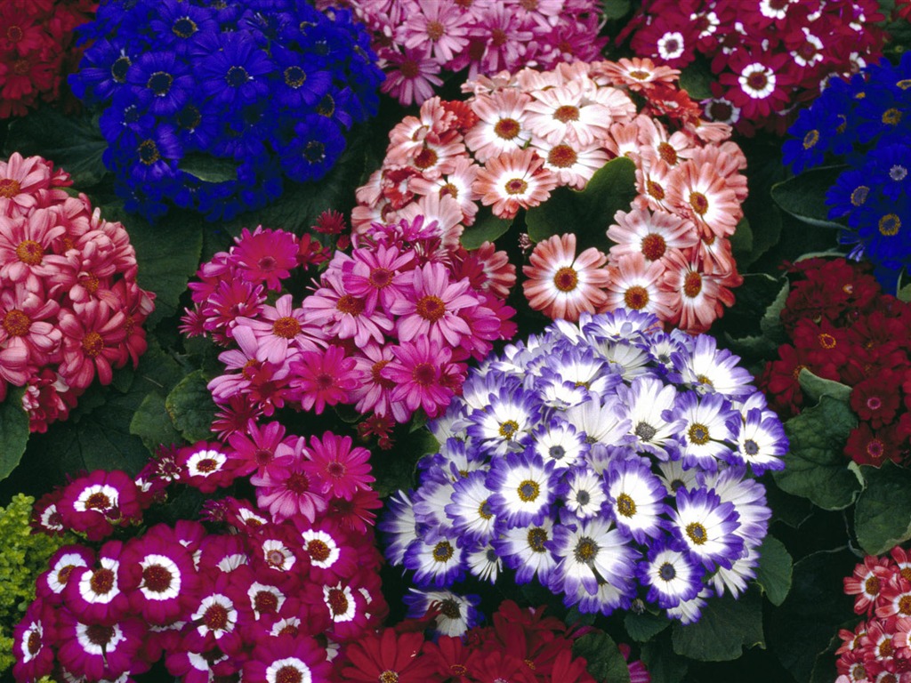 fleurs fond d'écran Widescreen close-up #40 - 1024x768