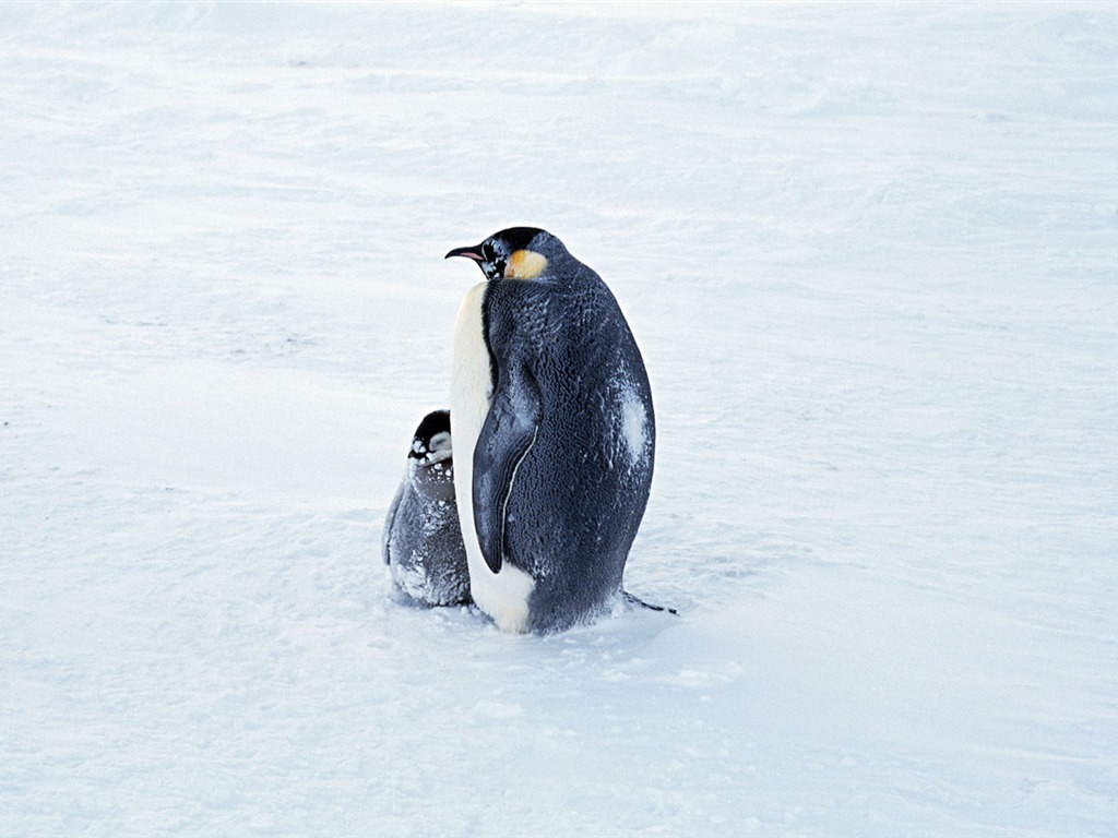 Photo of Penguin Animal Wallpapers #2 - 1024x768