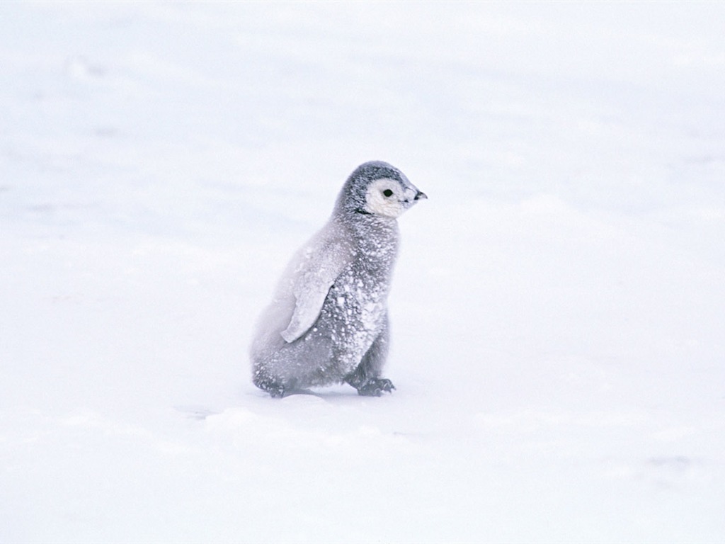 Photo of Penguin Animal Wallpapers #4 - 1024x768