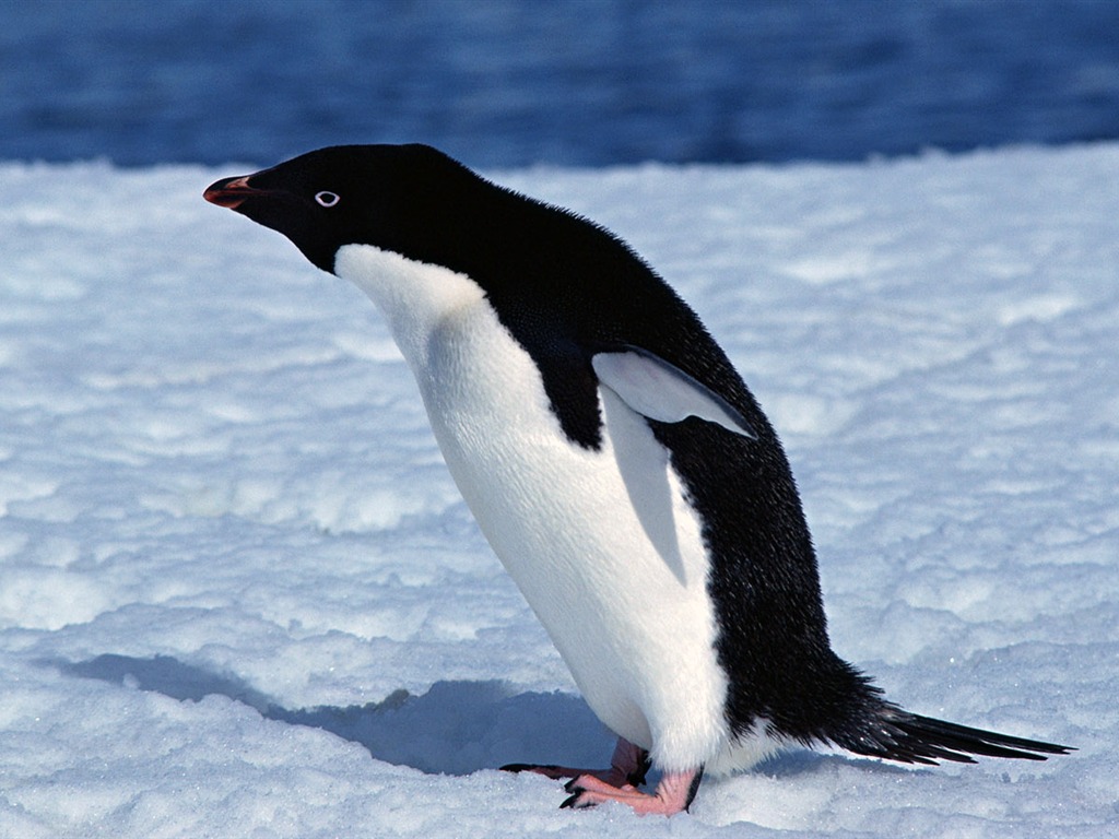 Photo d'écran de Animal Penguin #6 - 1024x768