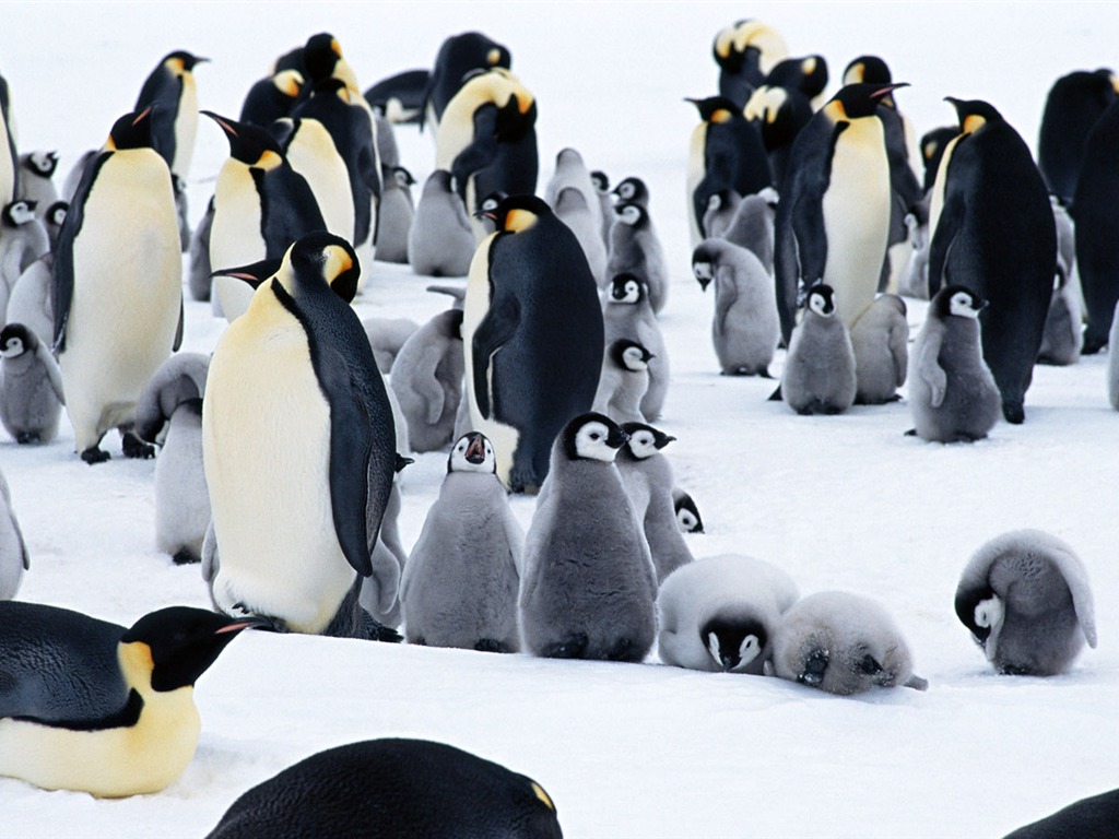 Foto de Animales Fondos de Pingüino #7 - 1024x768