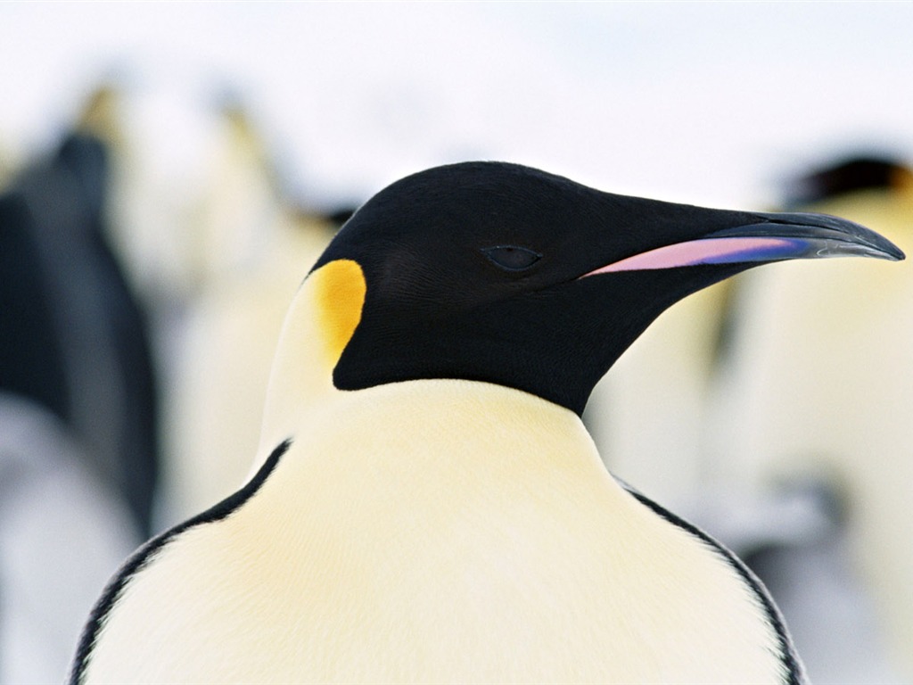 Foto de Animales Fondos de Pingüino #10 - 1024x768
