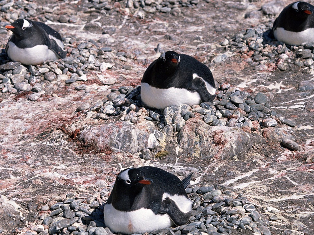 Foto de Animales Fondos de Pingüino #13 - 1024x768